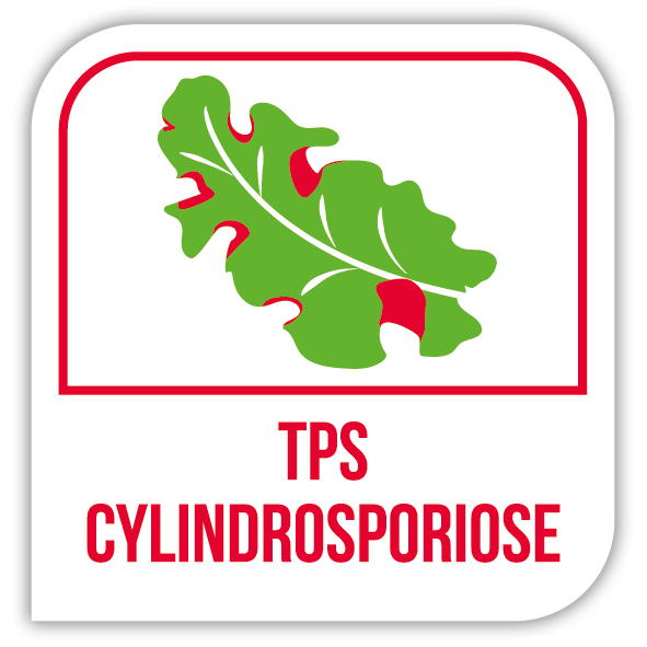 TPS cylindrosporiose